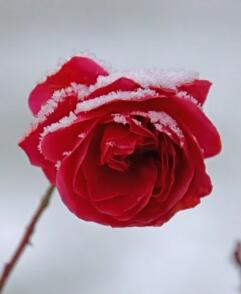 斗罗之从七杀剑昊天锤开始